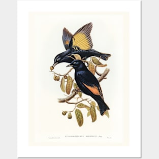 Rawnsley's Bower-bird Posters and Art